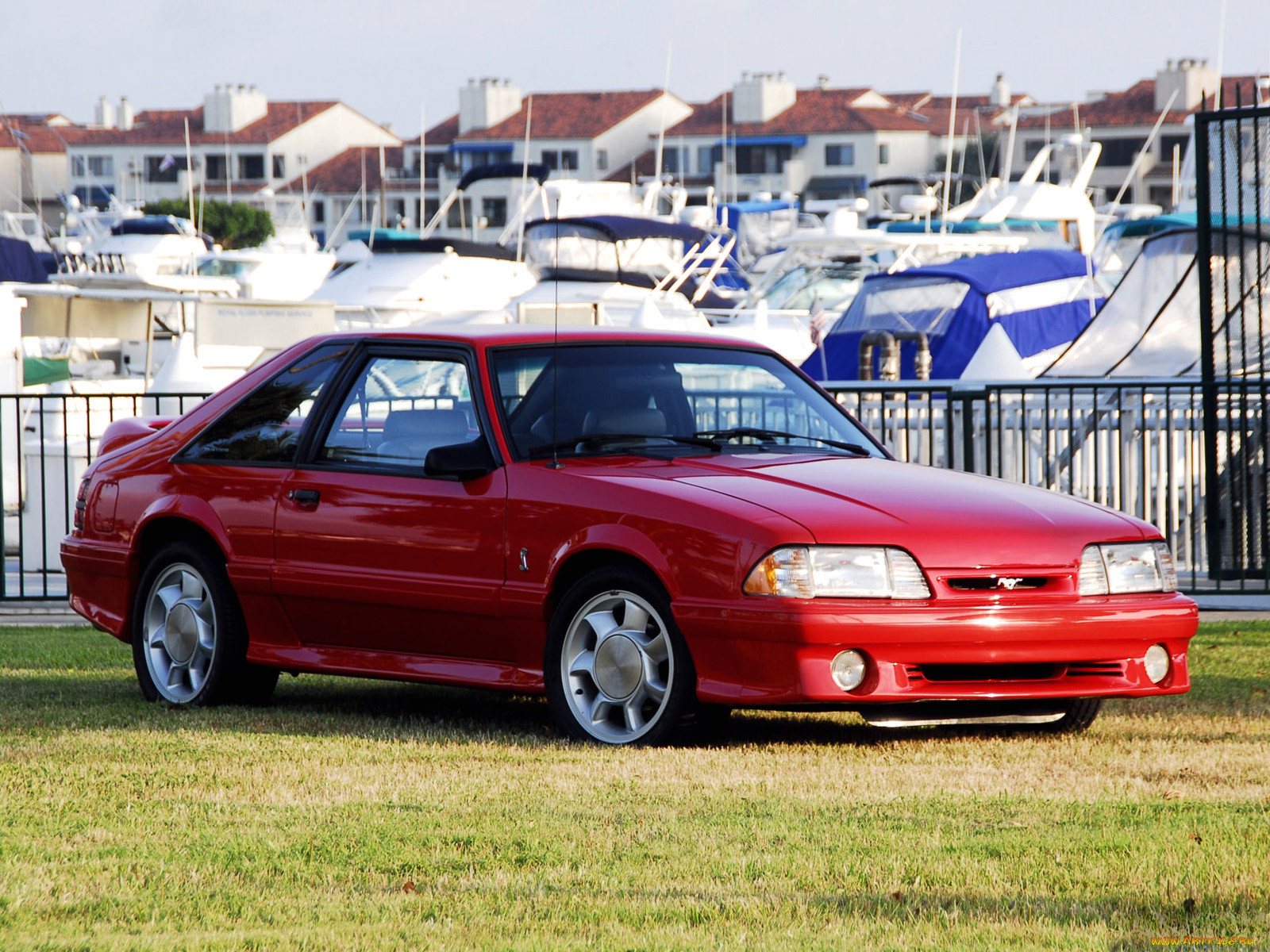 , mustang